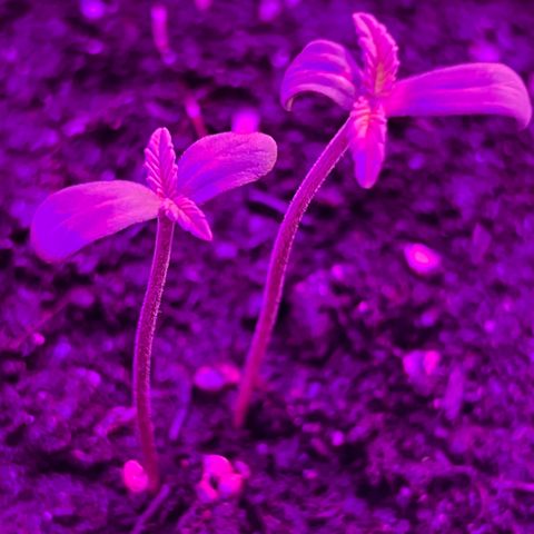 Gertrud #2 growlog timeline photo