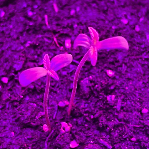 Gertrud #2 growlog timeline photo