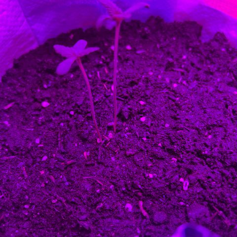Gertrud #2 growlog timeline photo