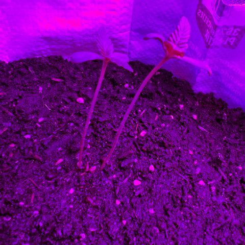 Gertrud #2 growlog timeline photo