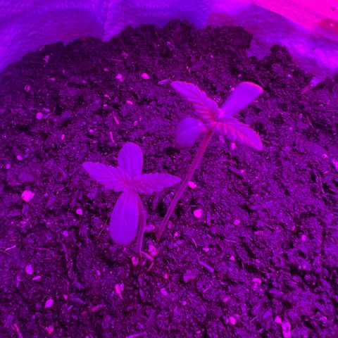 Gertrud #2 growlog timeline photo