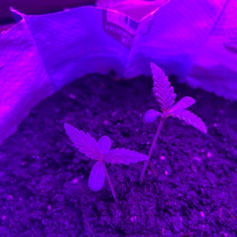 Gertrud #2 growlog timeline photo