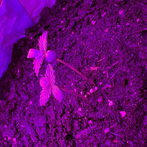 Gertrud #2 growlog timeline photo