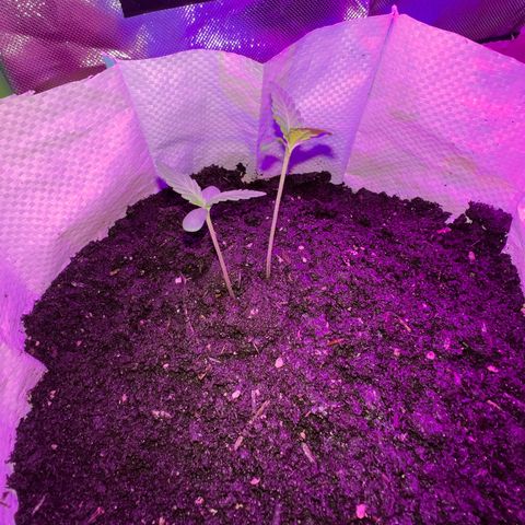 Gertrud #2 growlog timeline photo
