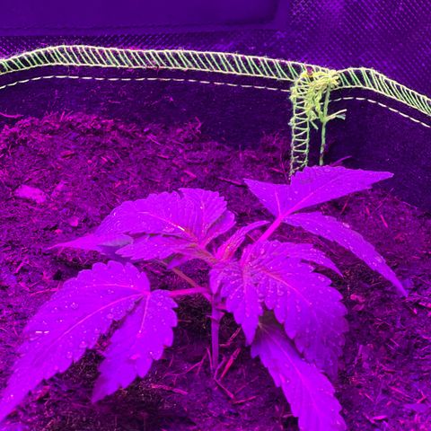 Gertrud #2 growlog timeline photo