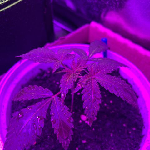 Gertrud #2 growlog timeline photo