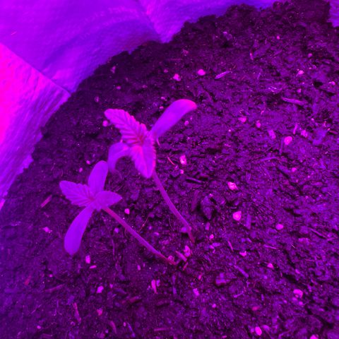 Gertrud #2 growlog timeline photo