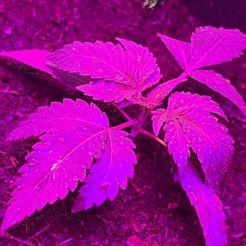 Gertrud #2 growlog timeline photo