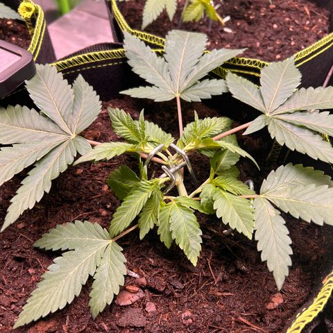 Gertrud #2 growlog timeline photo