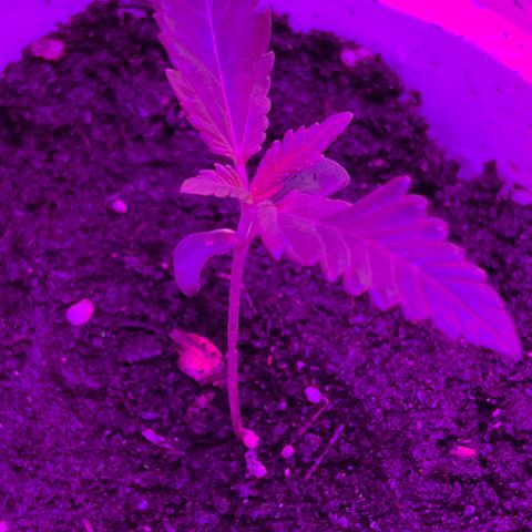 Gertrud #2 growlog timeline photo