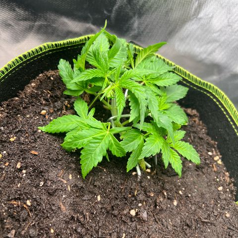 Gertrud #2 growlog photo:  Blätter getrimmt 