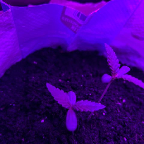 Gertrud #2 growlog timeline photo