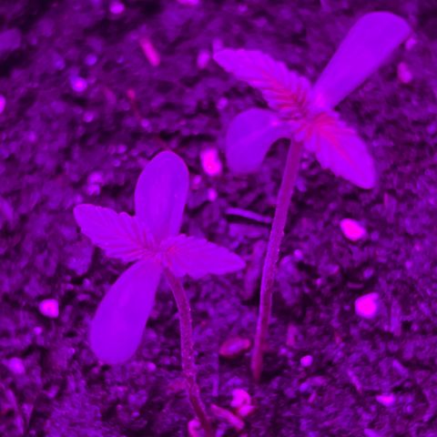 Gertrud #2 growlog timeline photo