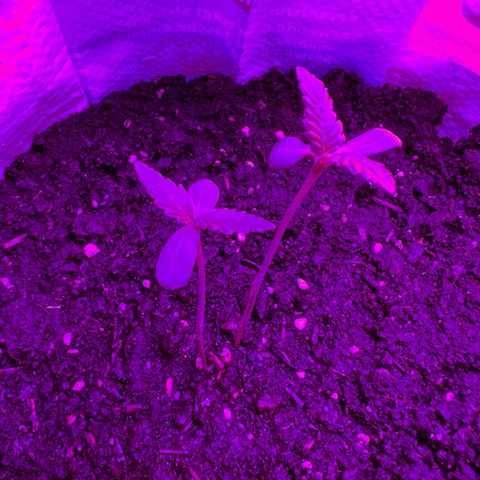 Gertrud #2 growlog timeline photo