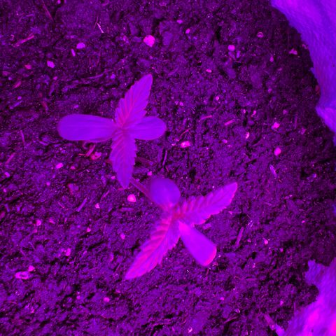 Gertrud #2 growlog timeline photo