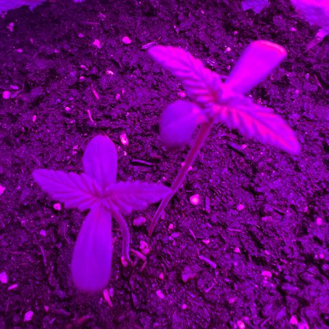 Gertrud #2 growlog timeline photo
