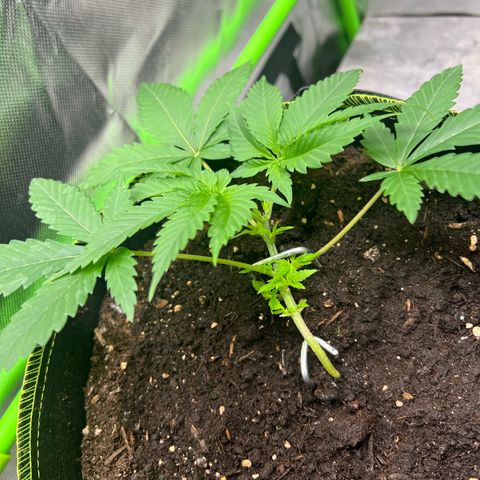Gertrud #2 growlog timeline photo