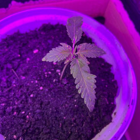Gertrud #2 growlog timeline photo