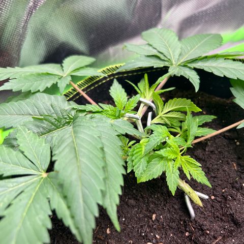 Gertrud #2 growlog timeline photo
