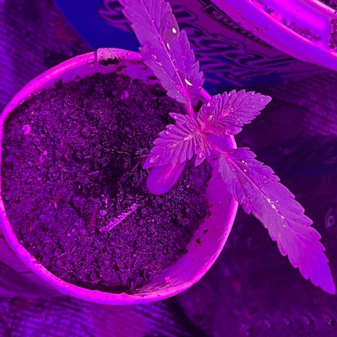 Gertrud #2 growlog timeline photo