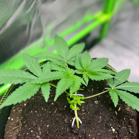 Gertrud #2 growlog timeline photo