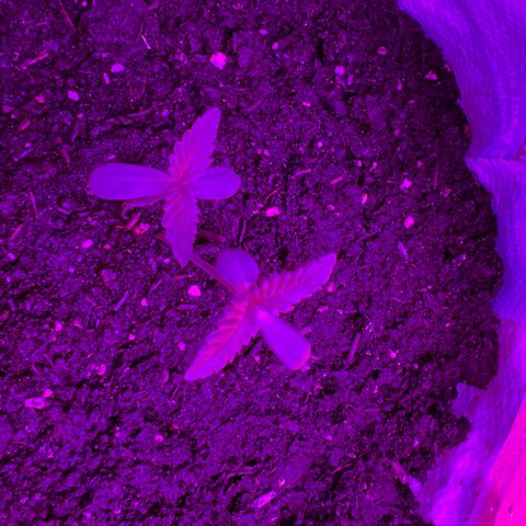 Gertrud #2 growlog timeline photo