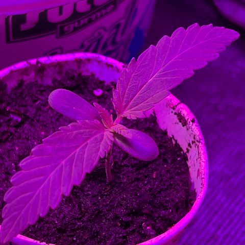 Gertrud #2 growlog timeline photo