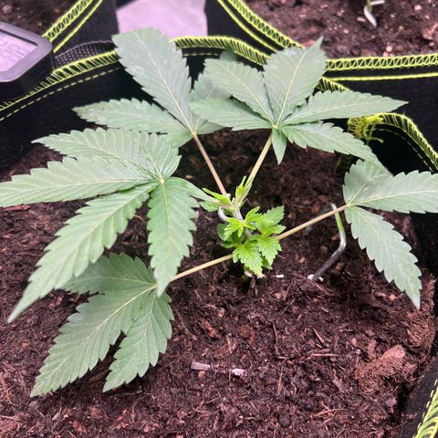 Gertrud #2 growlog timeline photo