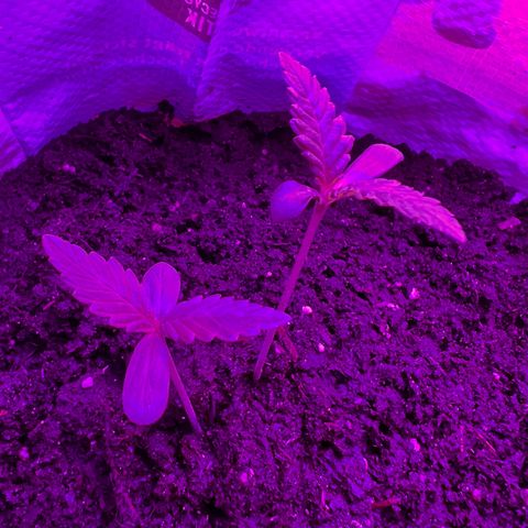 Gertrud #2 growlog timeline photo