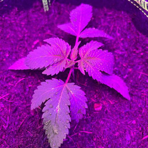 Gertrud #2 growlog timeline photo