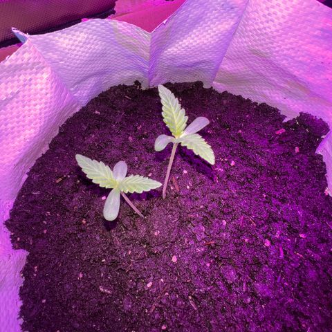 Gertrud #2 growlog timeline photo