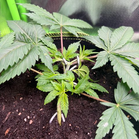 Gertrud #2 growlog timeline photo