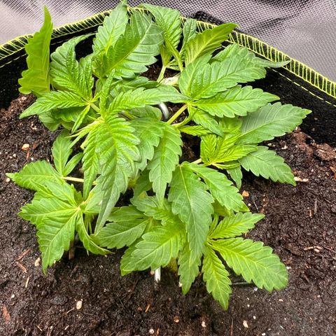 Gertrud #2 growlog photo:  Blätter getrimmt 