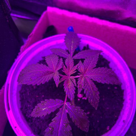 Gertrud #2 growlog timeline photo
