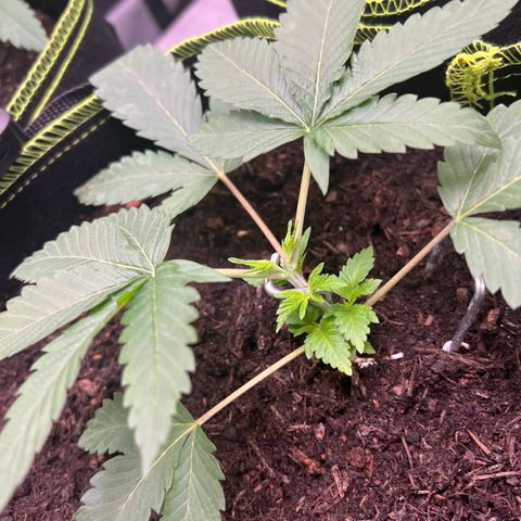 Gertrud #2 growlog timeline photo