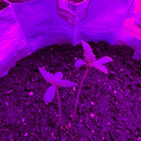 Gertrud #2 growlog timeline photo