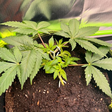 Gertrud #2 growlog timeline photo