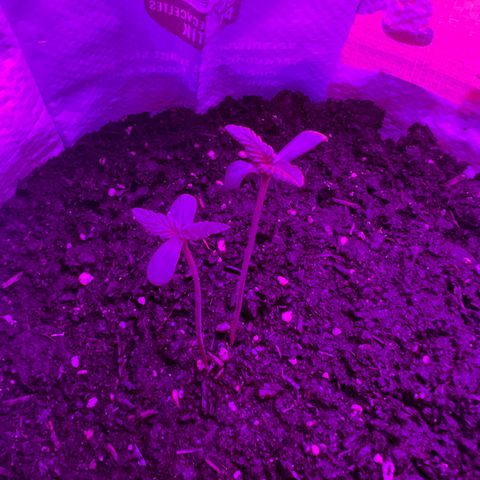 Gertrud #2 growlog timeline photo