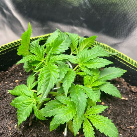Gertrud #2 growlog photo:  Blätter getrimmt 