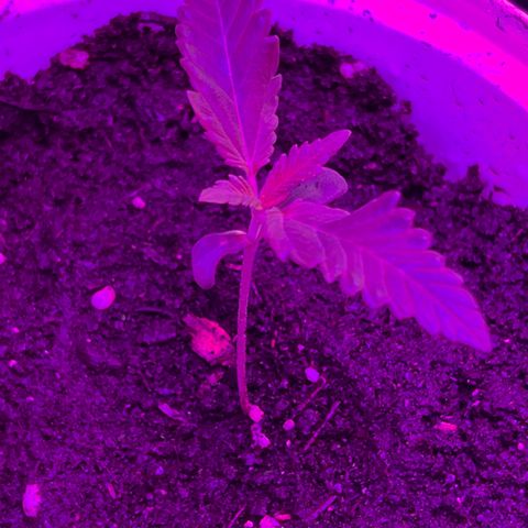 Gertrud #2 growlog timeline photo
