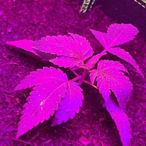 Gertrud #2 growlog timeline photo