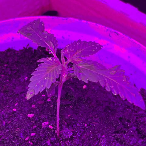 Gertrud #2 growlog timeline photo