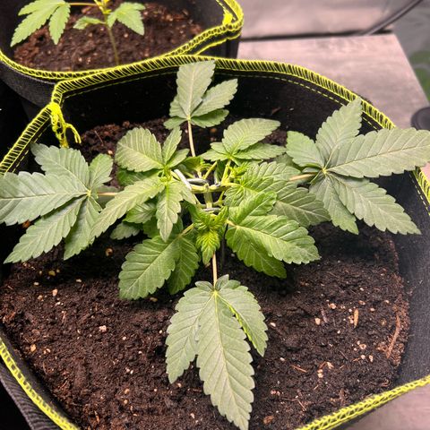 Gertrud #2 growlog timeline photo