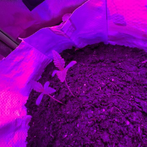 Gertrud #2 growlog timeline photo
