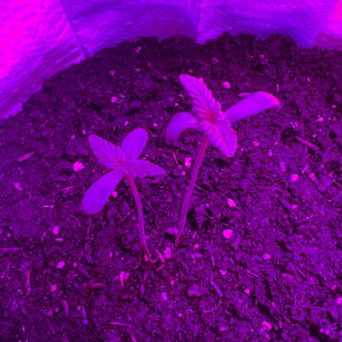 Gertrud #2 growlog timeline photo