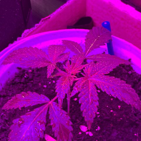 Gertrud #2 growlog timeline photo