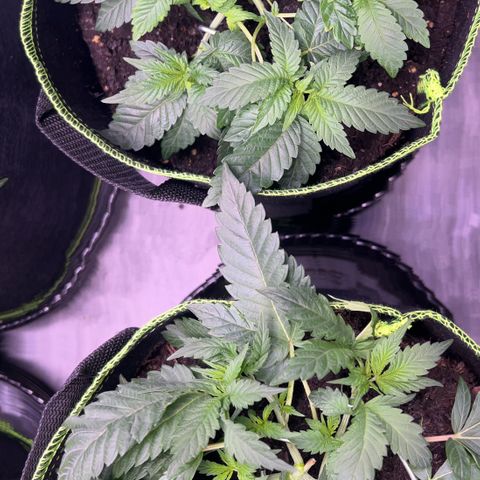 Gertrud #2 growlog timeline photo