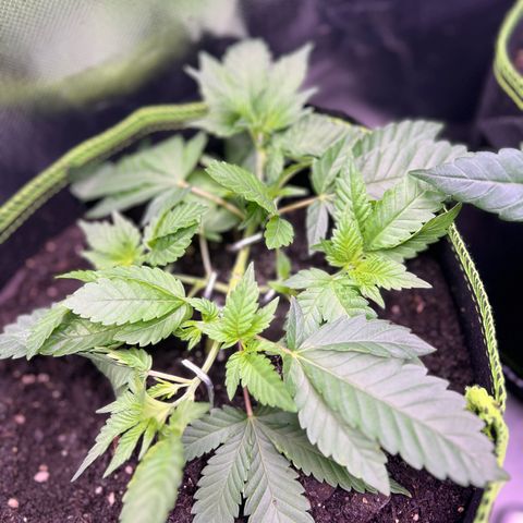 Gertrud #2 growlog timeline photo