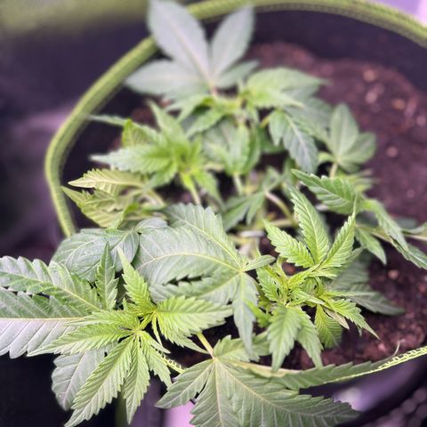 Gertrud #2 growlog timeline photo