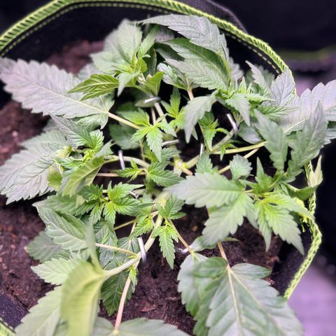 Gertrud #2 growlog timeline photo